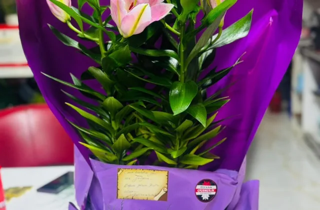 Lilyum Saksı Çiçeği